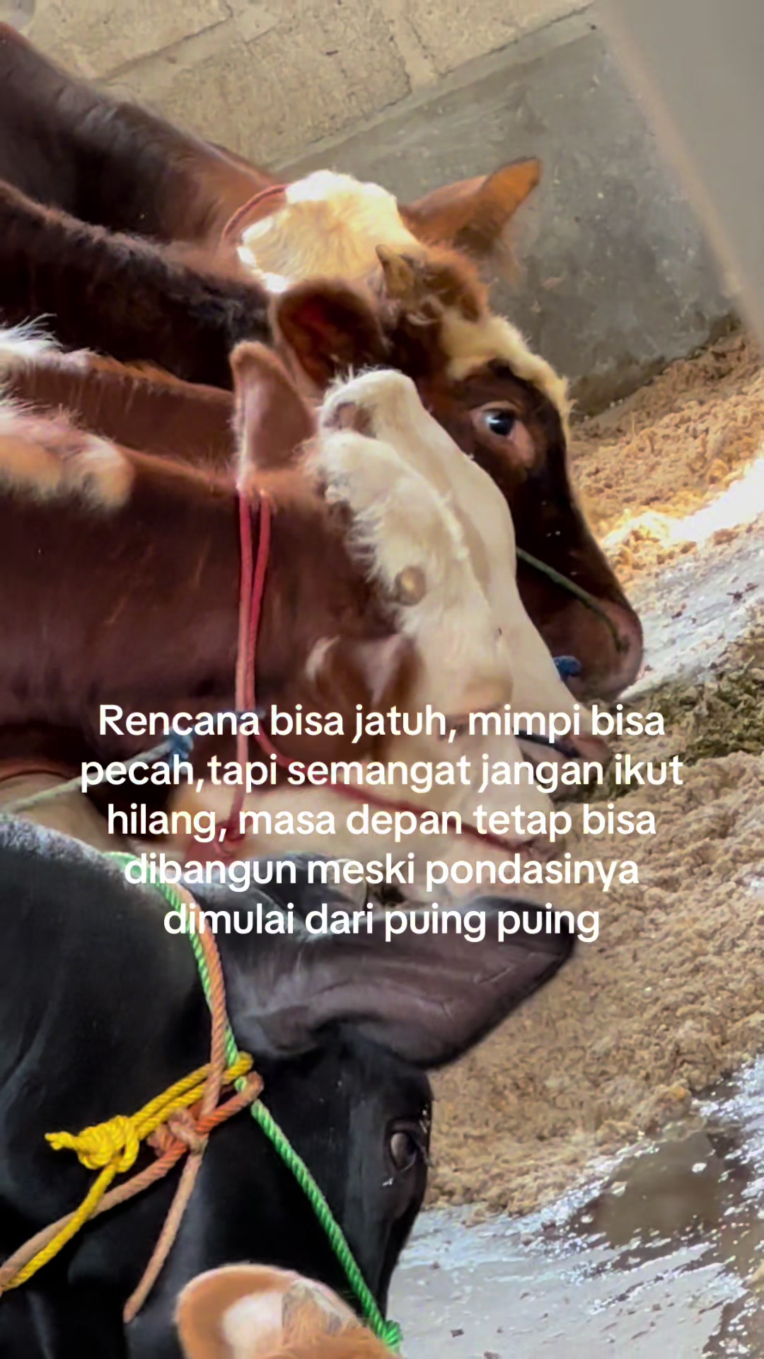 @Diah ayu komalasari