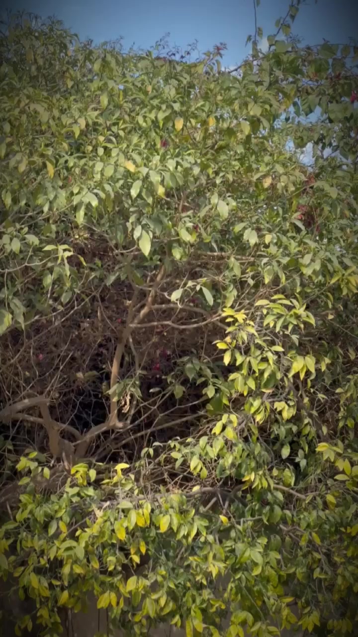 @Rana _Haris_Rajpoot🦁