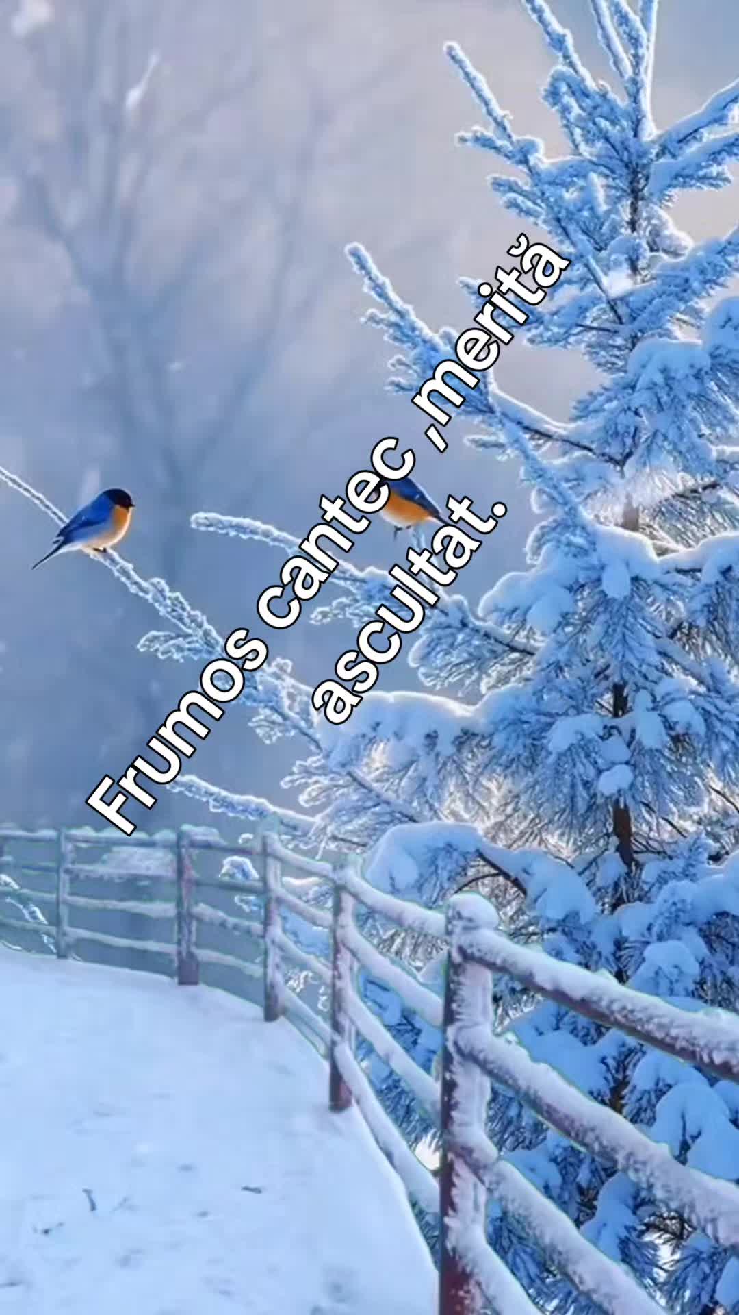 @galeapintea