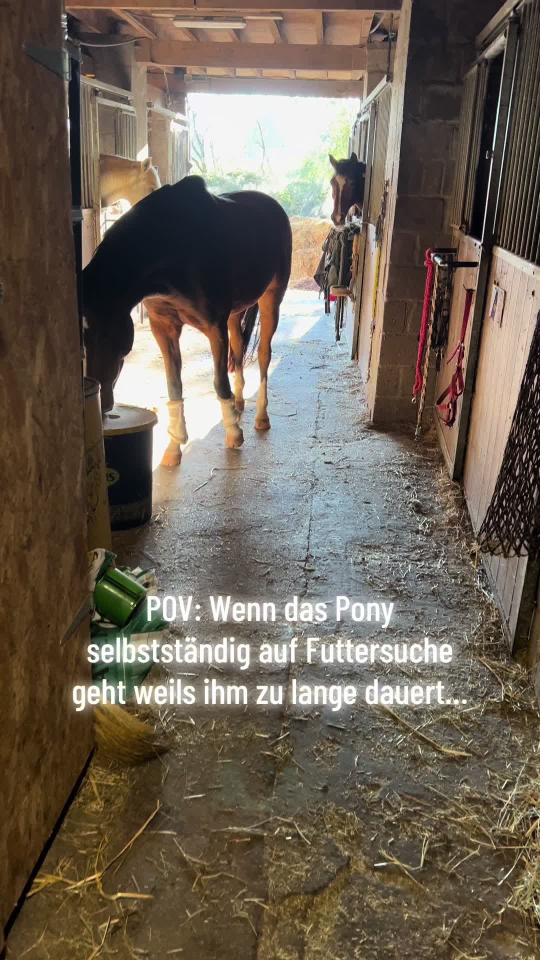@ne.horses
