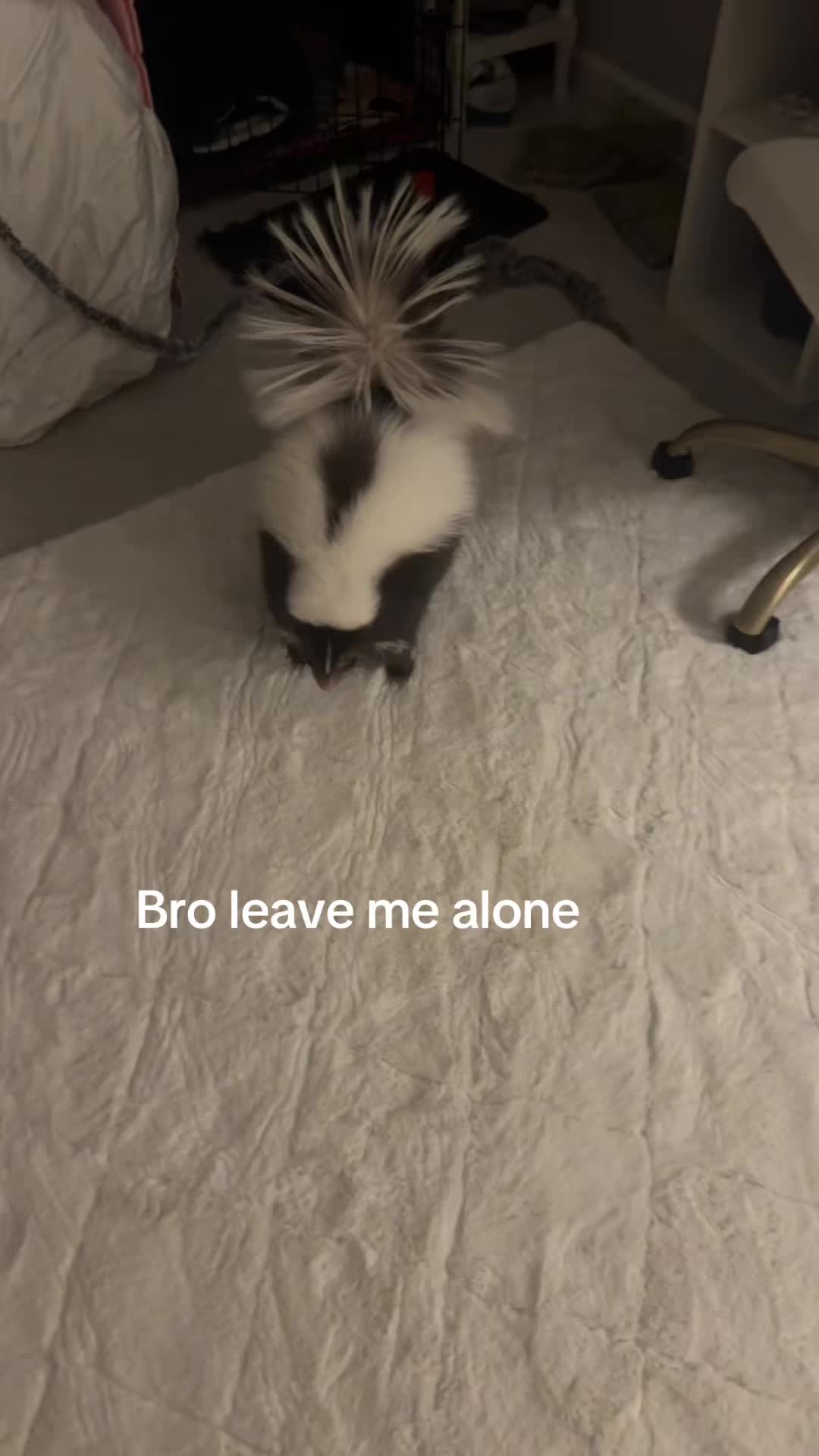 @Apple🦨