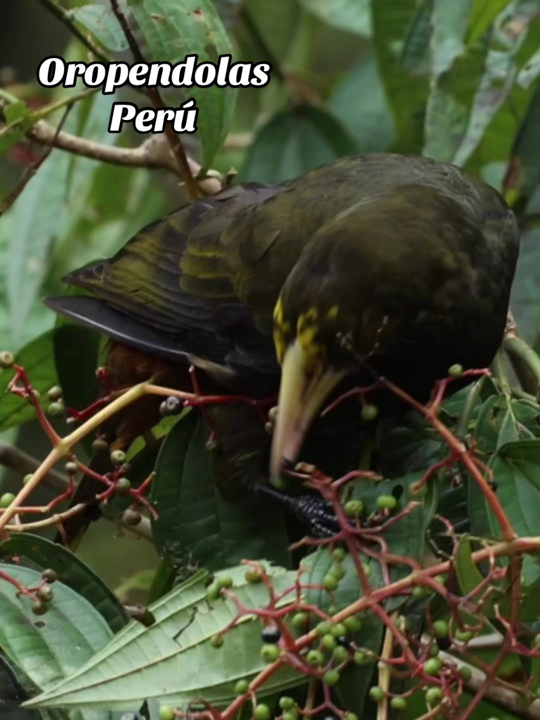 @Avistando Peru