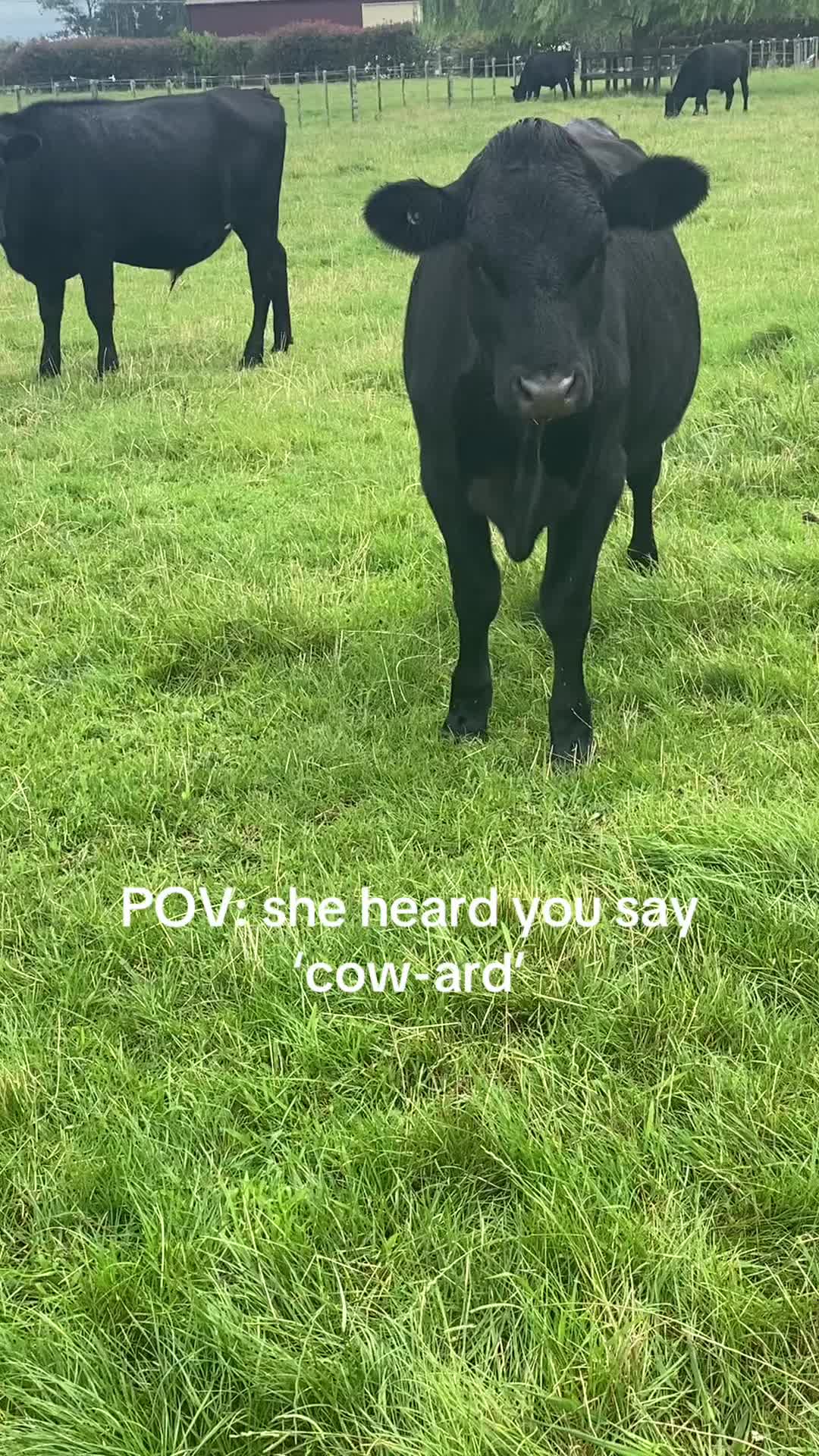 @Brown Pearcy Cattle Company