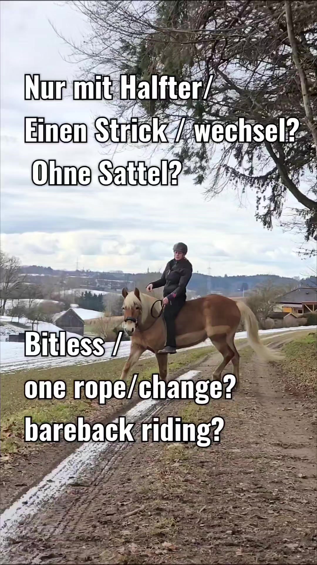 @Edelbluthaflinger_dileila