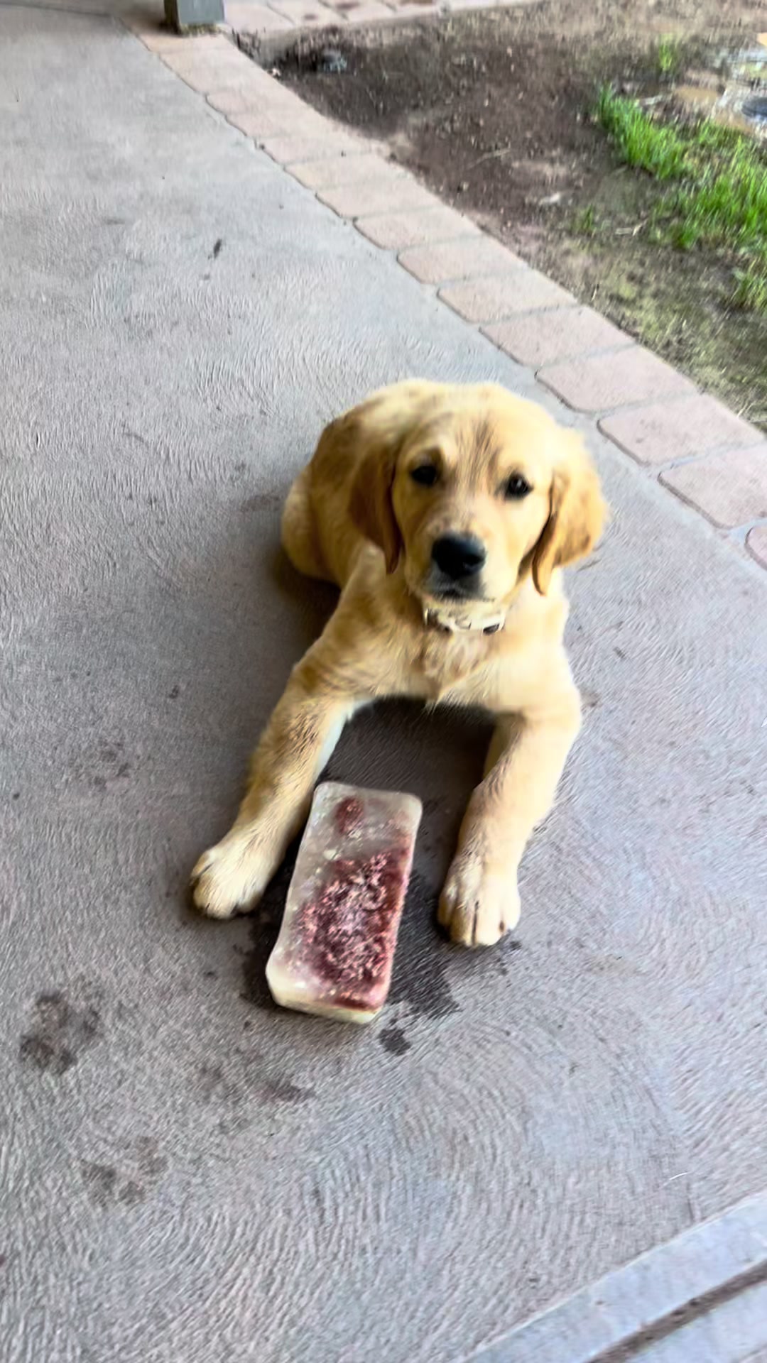 @HighCountryRetrievers