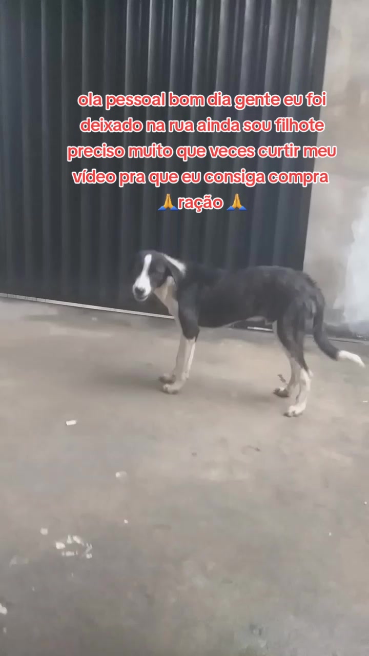 @C&atilde;ozinhoabandonado
