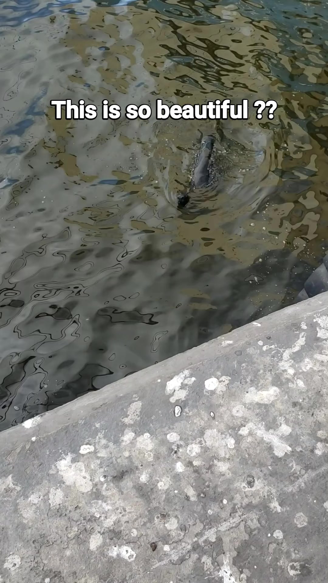 @h&auml;m&ouml;&ouml;y&auml; Zm
