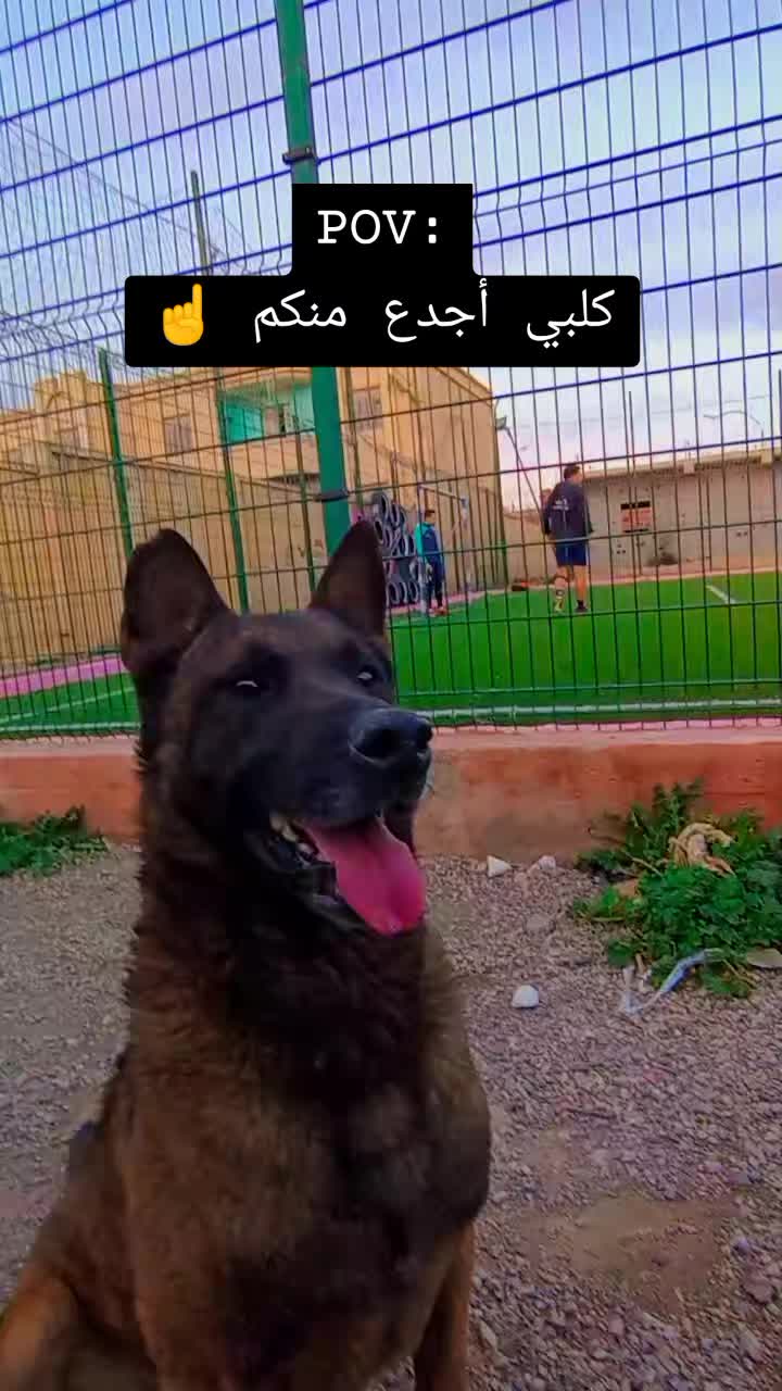 @Cizeer_kiva malinois k9 🐕&zwj;🦺