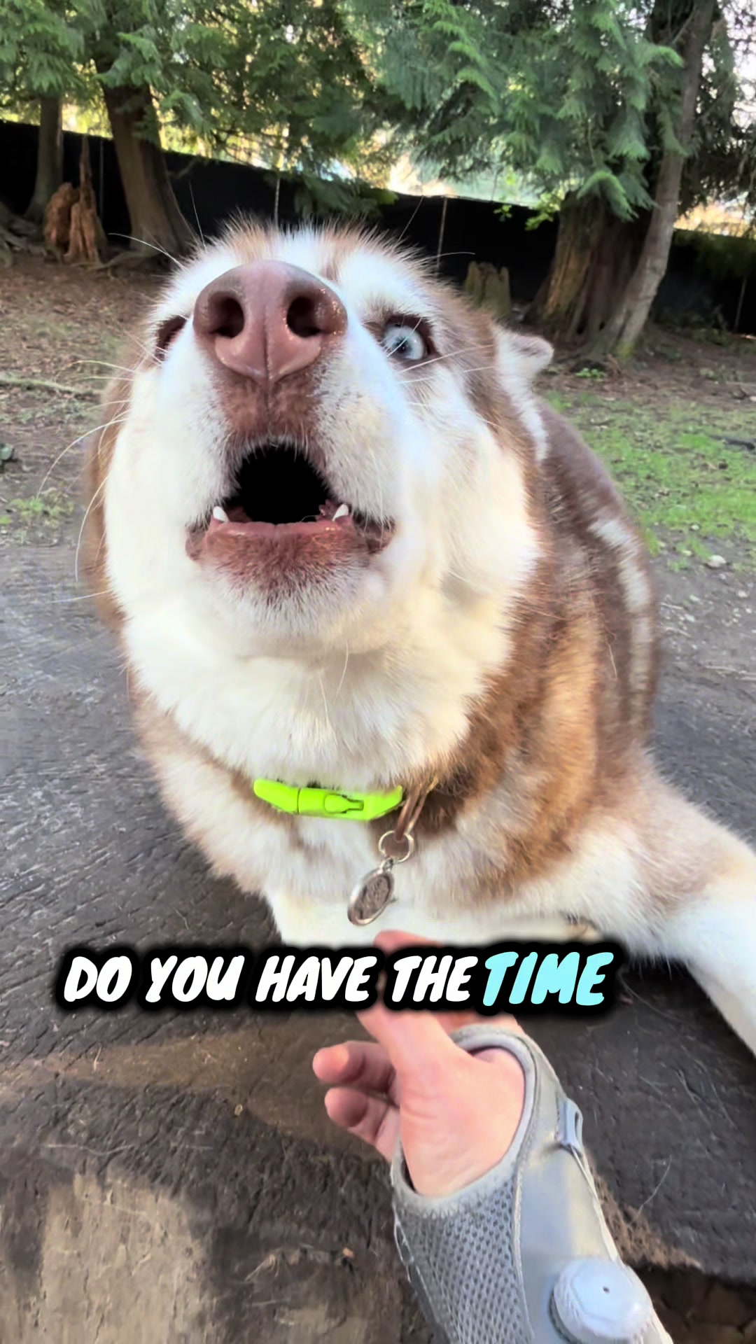 @Derpydogbus