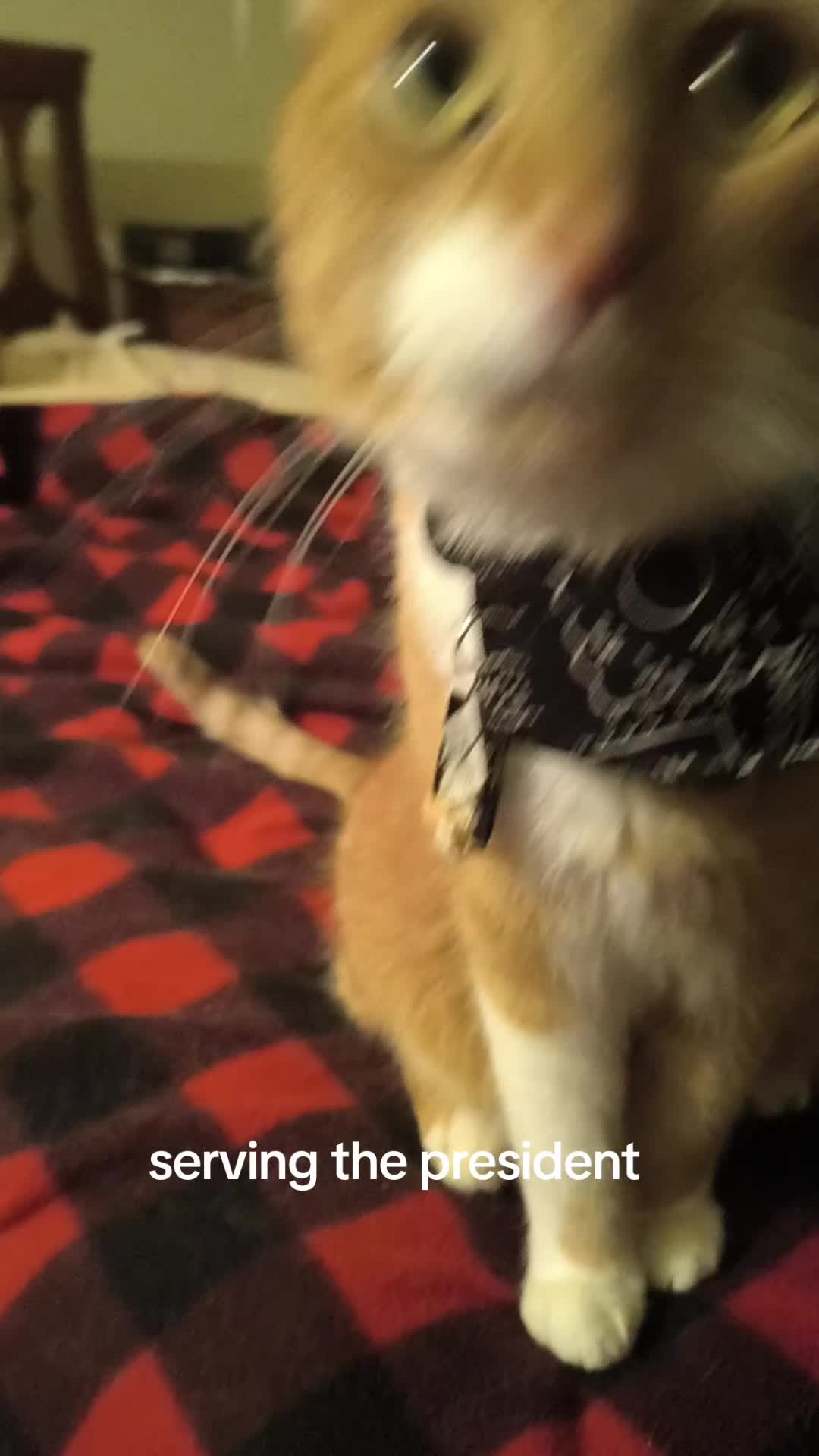 @Oskarcats
