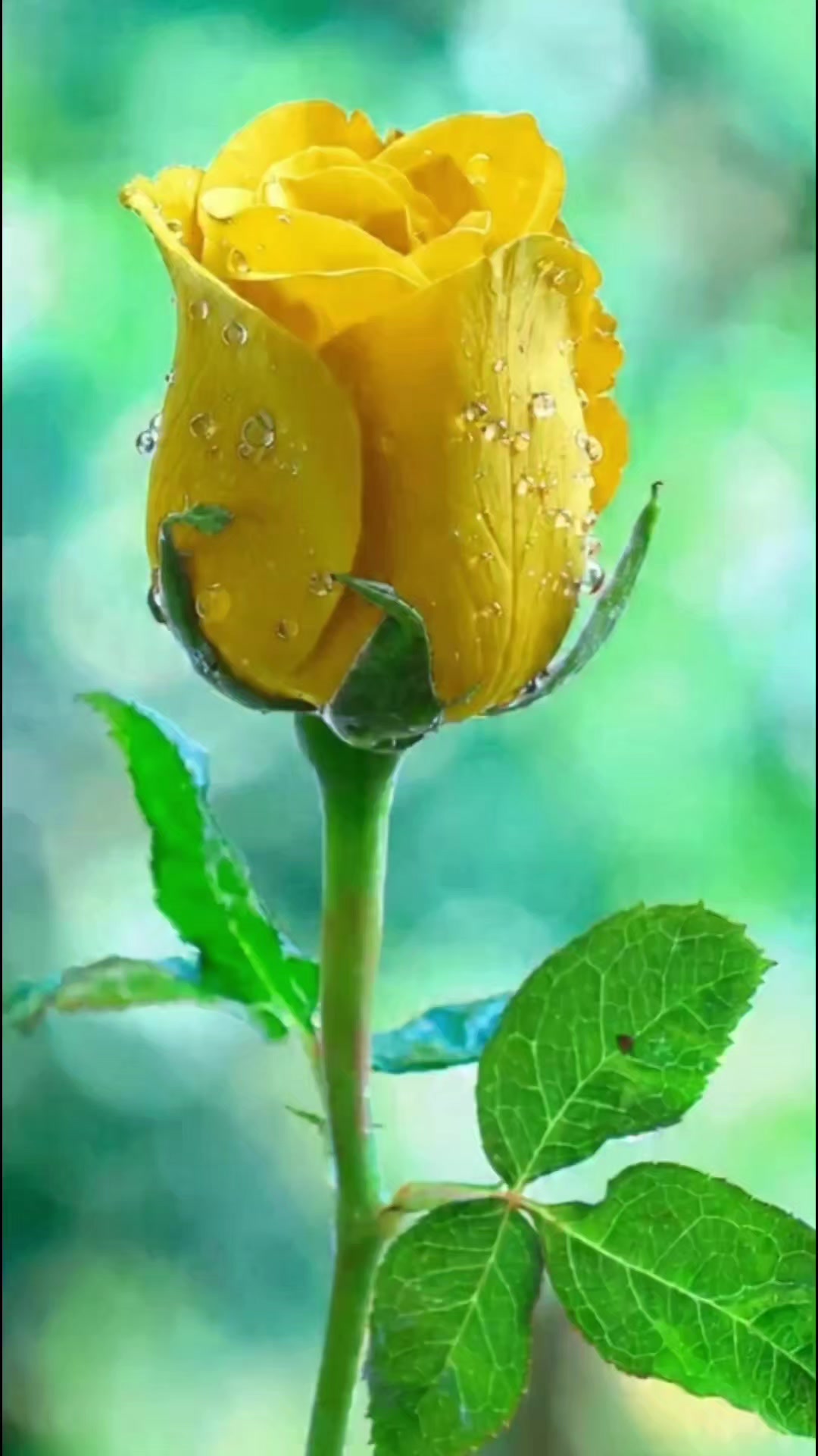 @Roses シ