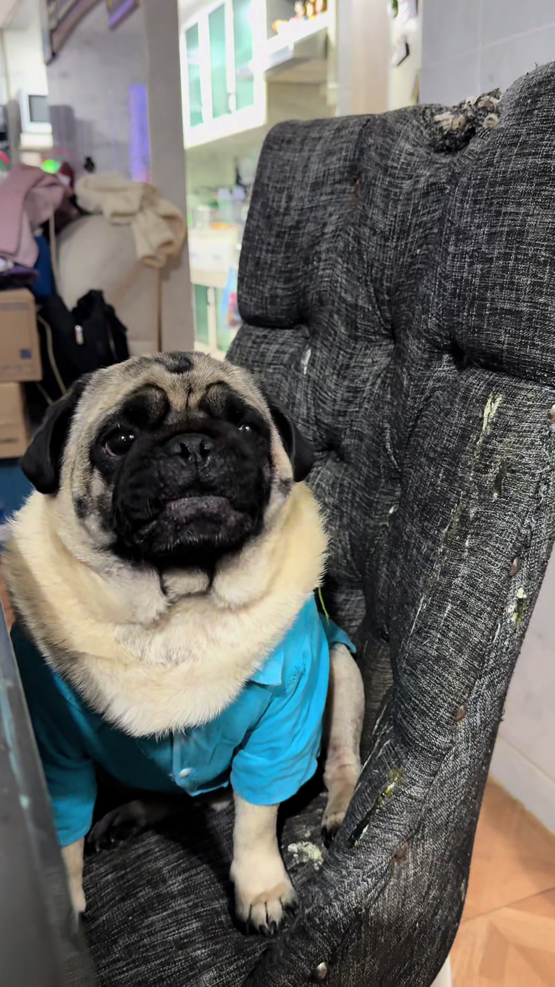 @Pugs en acci&oacute;n 🐶
