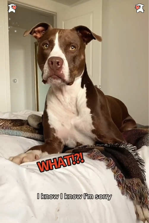 @PuckVibe