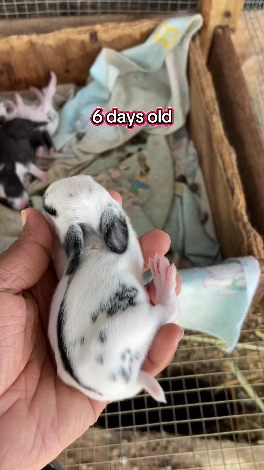 @HappyHoppersRabbitry