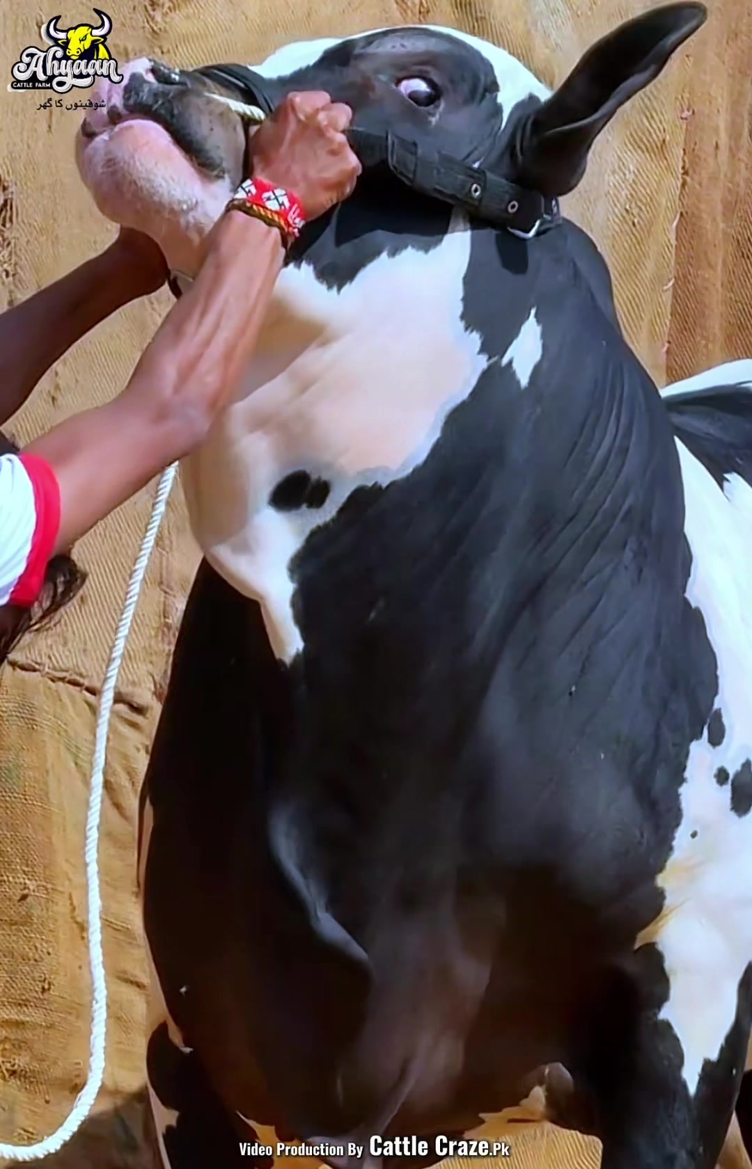 @Ahyaan cattle farm