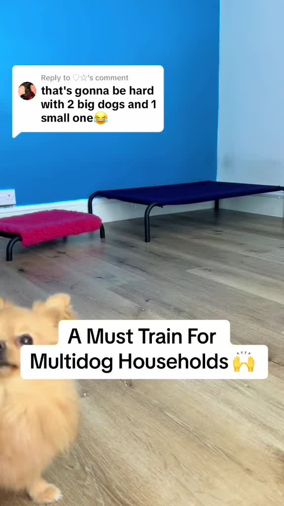 @Train Up Pup