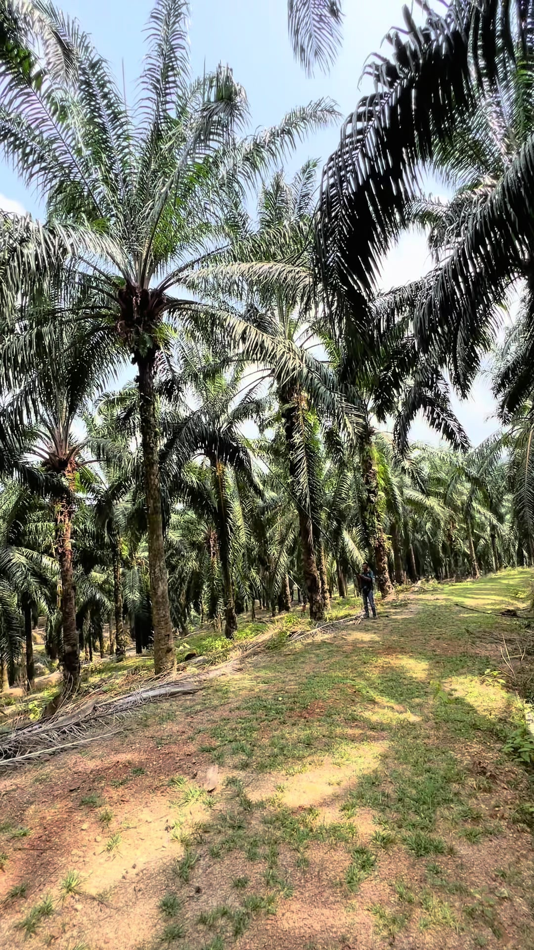 @Harry palm oil