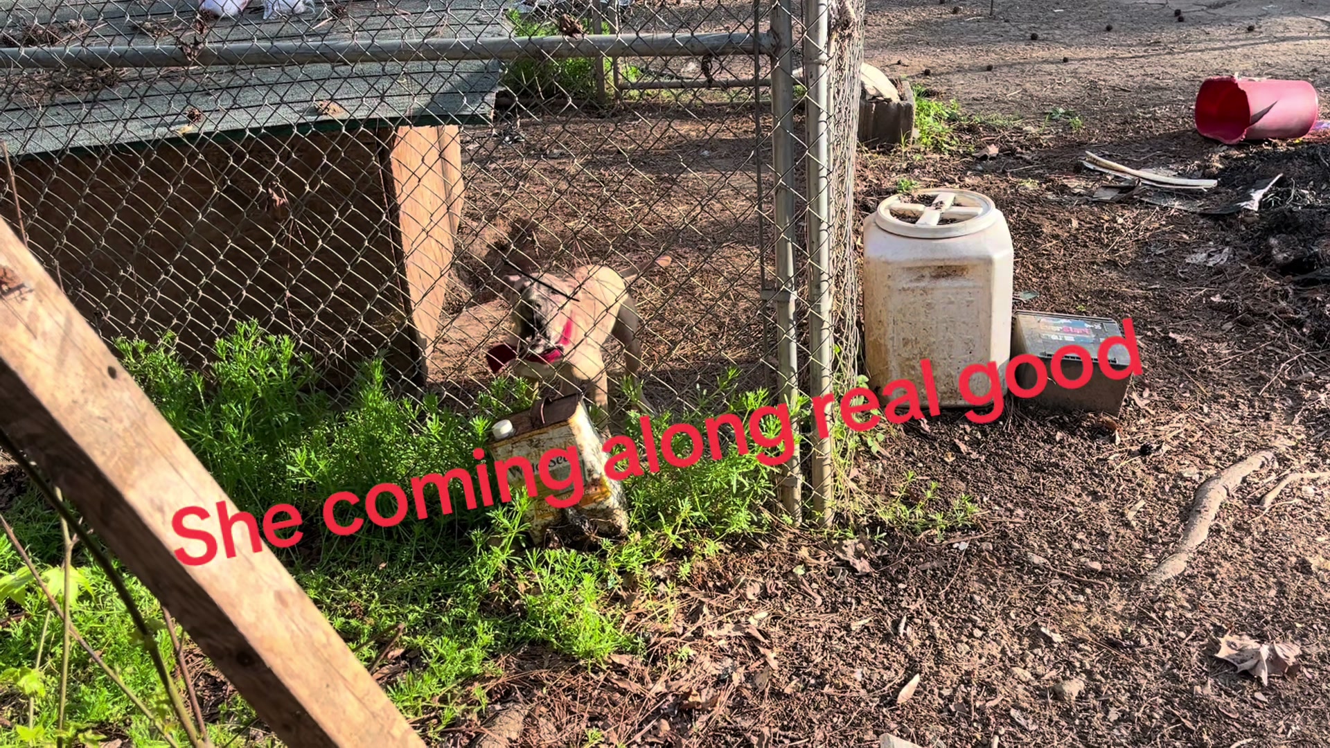 @MoneyTalkKennels