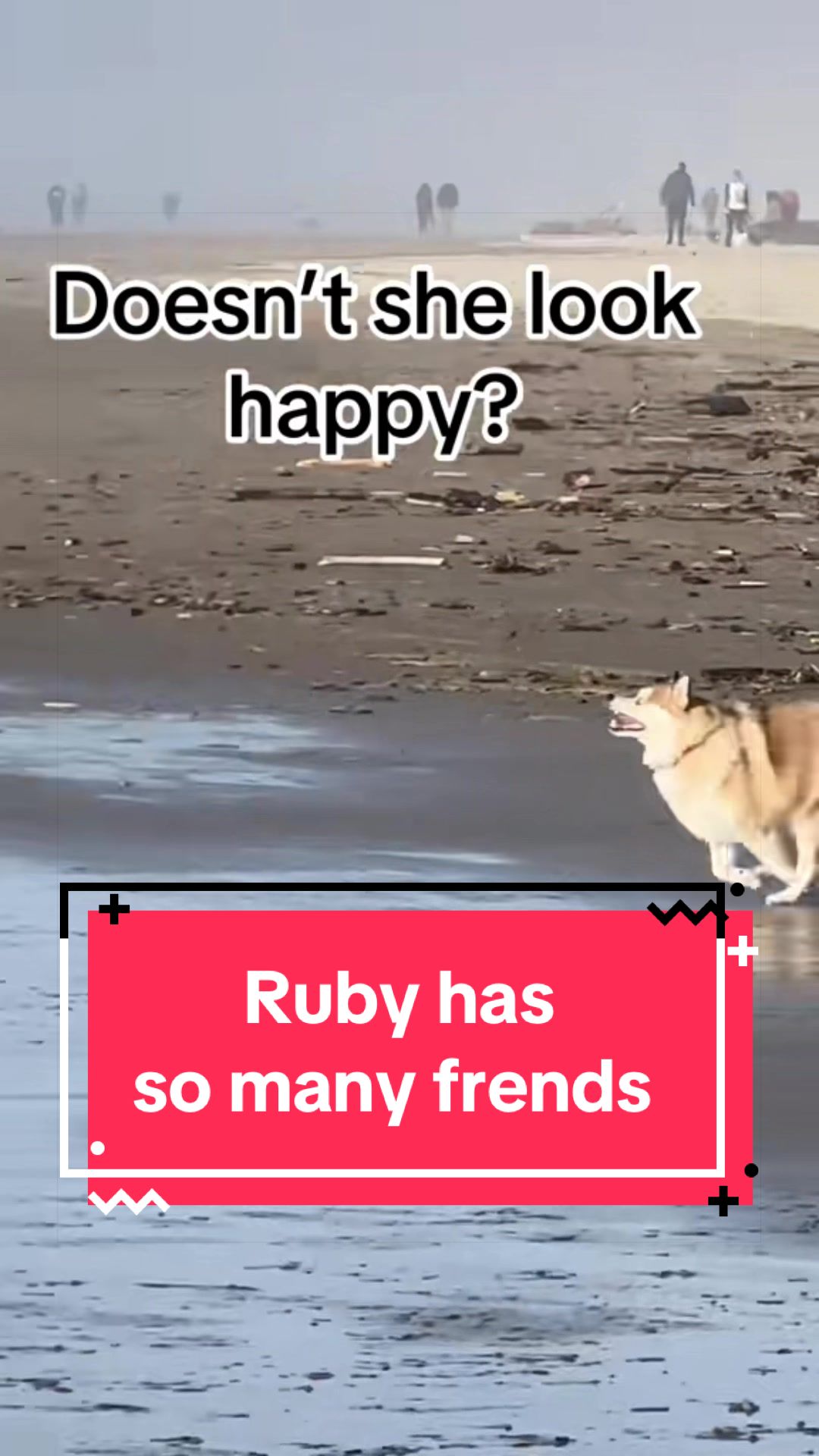 @Ruby the Pomsky