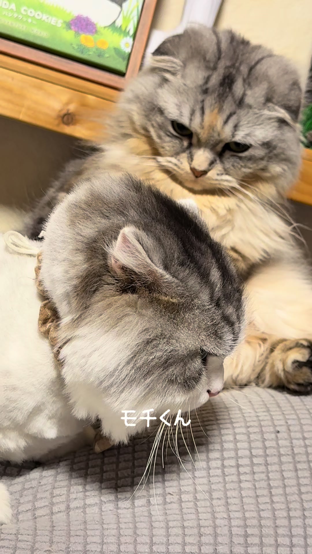 @ネコたまちゃんねる