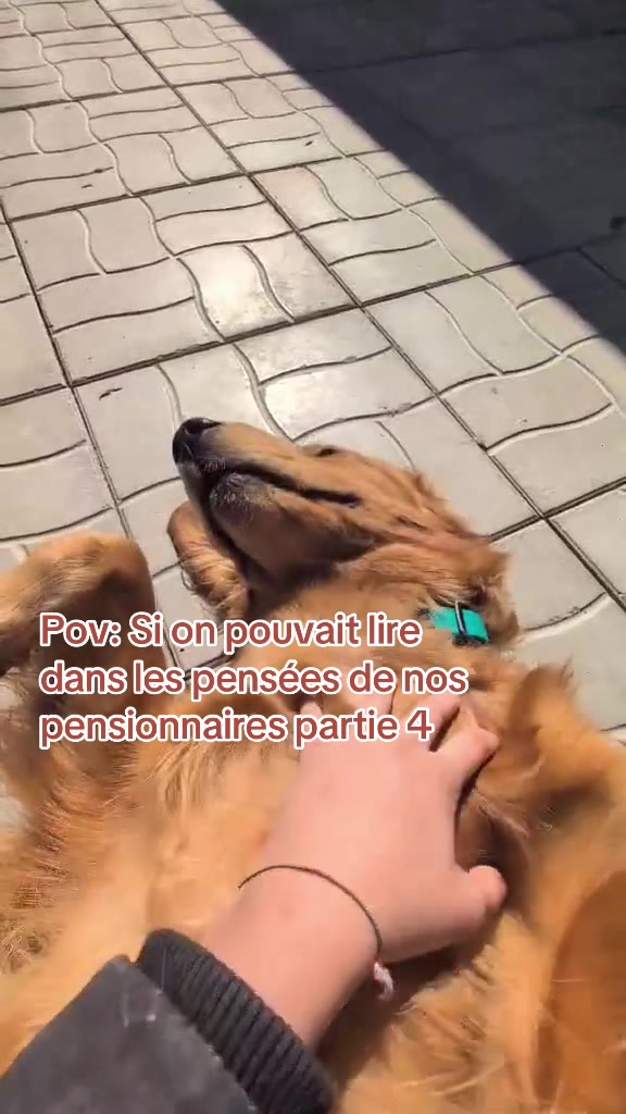 @Pension.canine.Aguerin