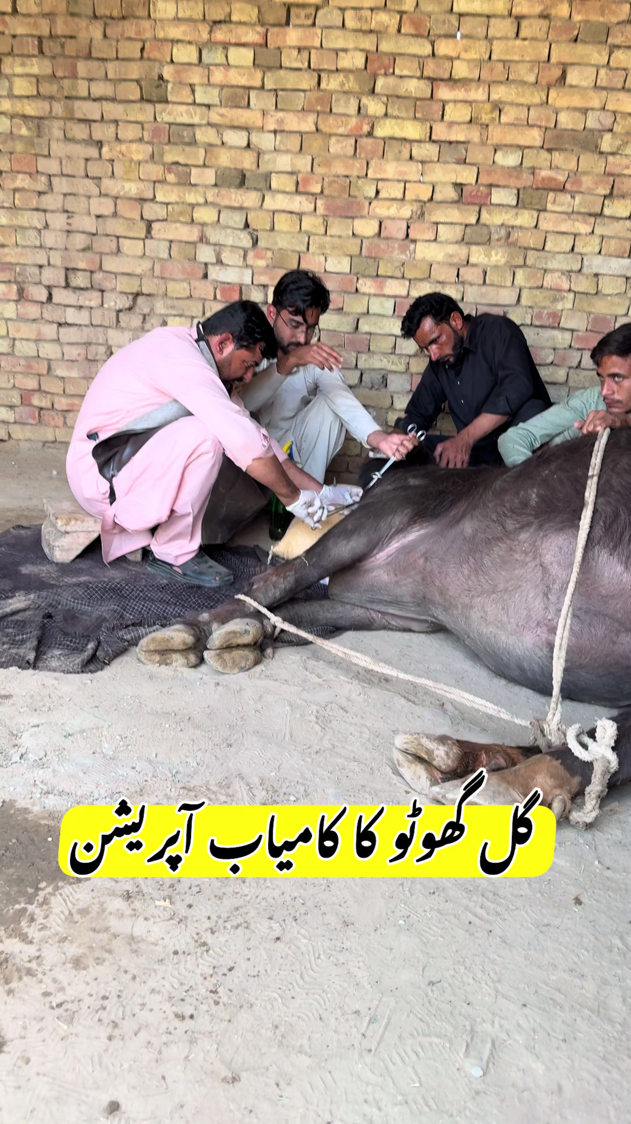 @vet.dr.mohsin4800