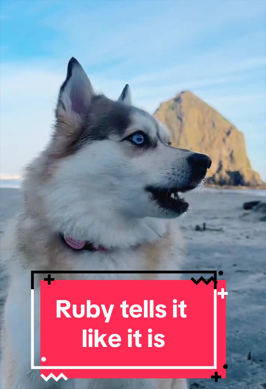 @Ruby the Pomsky