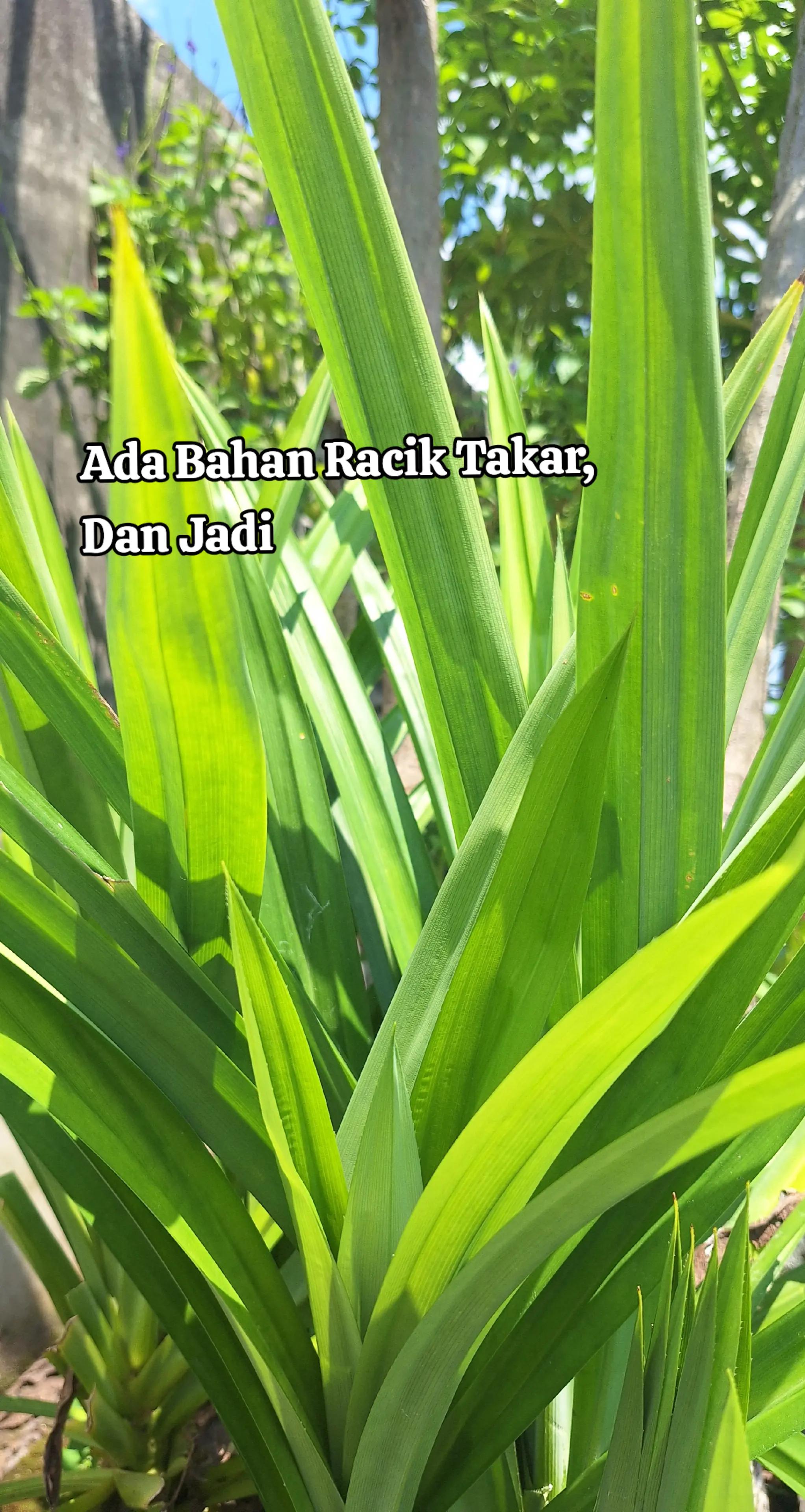 @Leonchandra