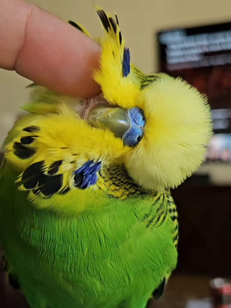 @Run Slow-Mo Charlie🦜