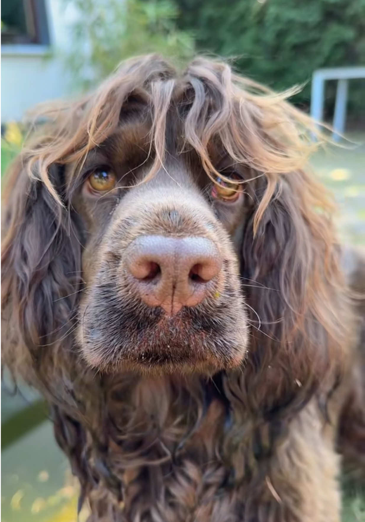 @Yoshi_der_Schokococker