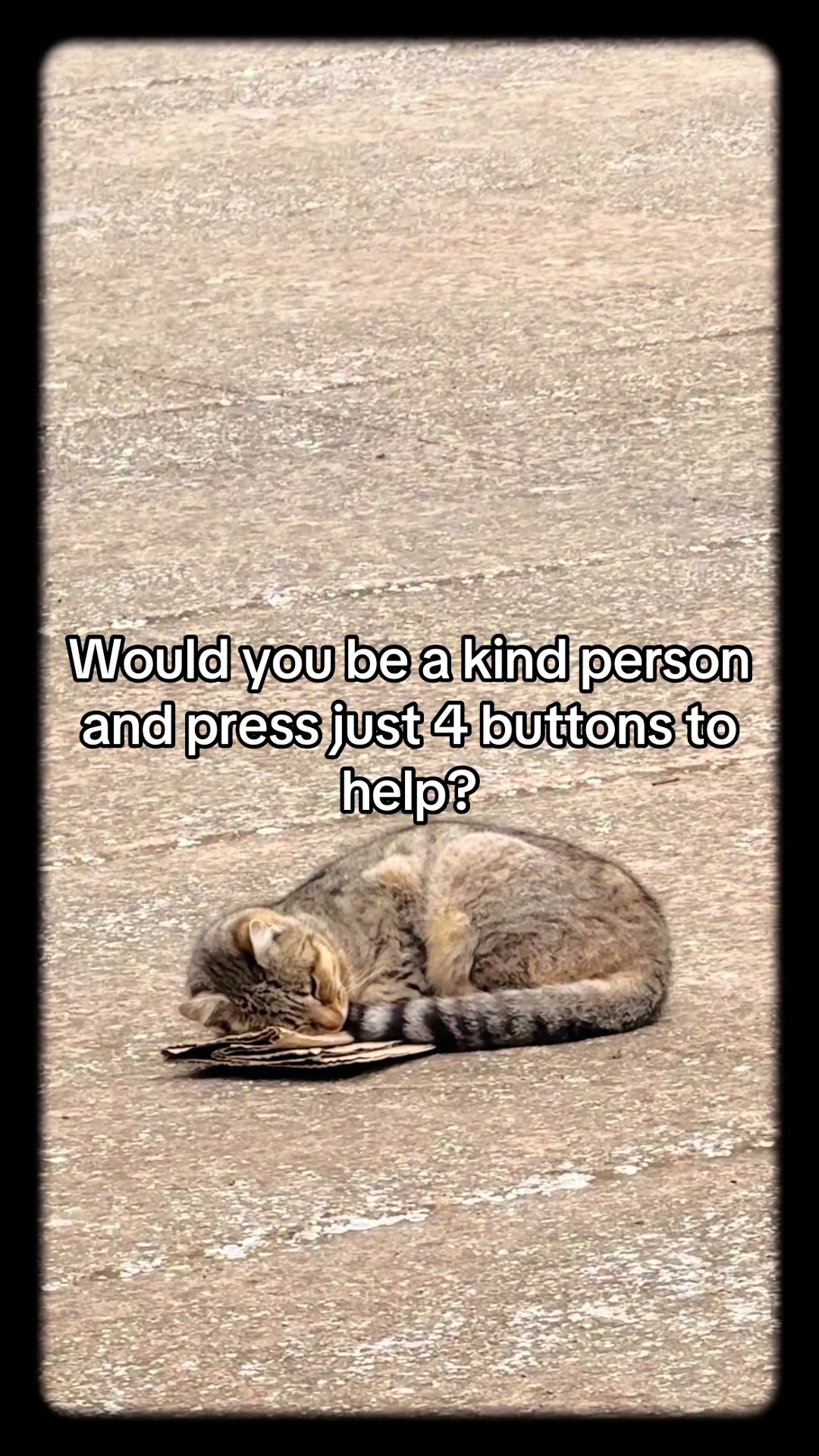 @aria_cats_rescue