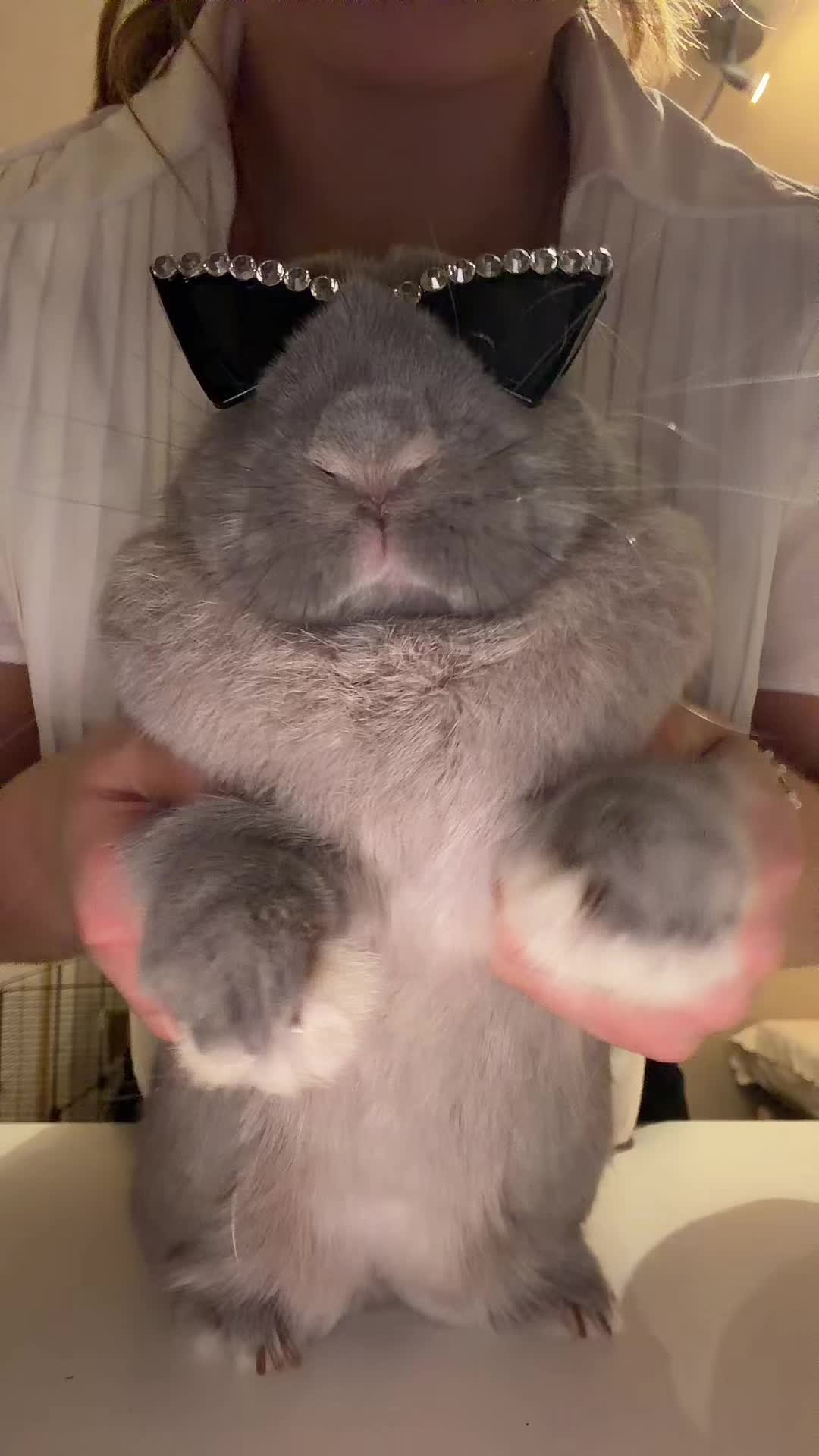 @PantoufleLapin