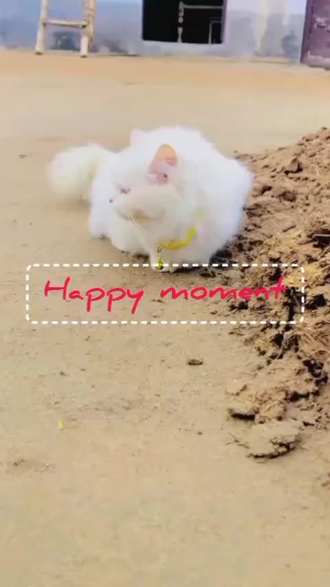 @cutecatlover8172