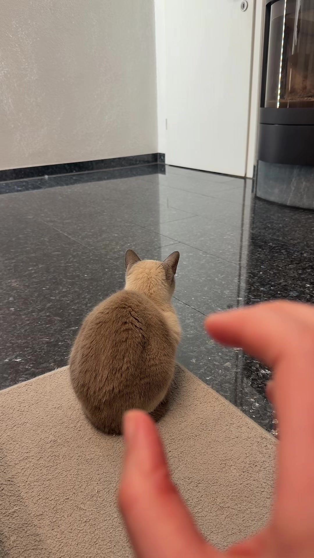 @TugbasCats