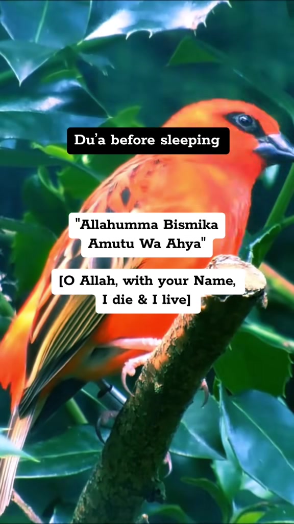 @🕋 𝐈𝐬𝐥𝐚𝐦𝐢𝐜 𝐃𝐚𝐰𝐚𝐡📖