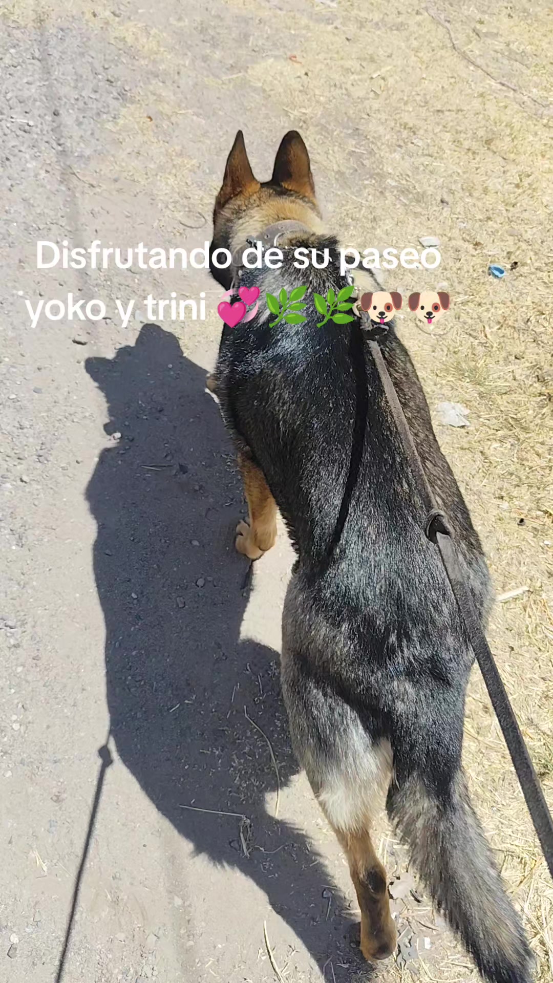 @DogWalkZacatecas♥️🐕🦺🌟