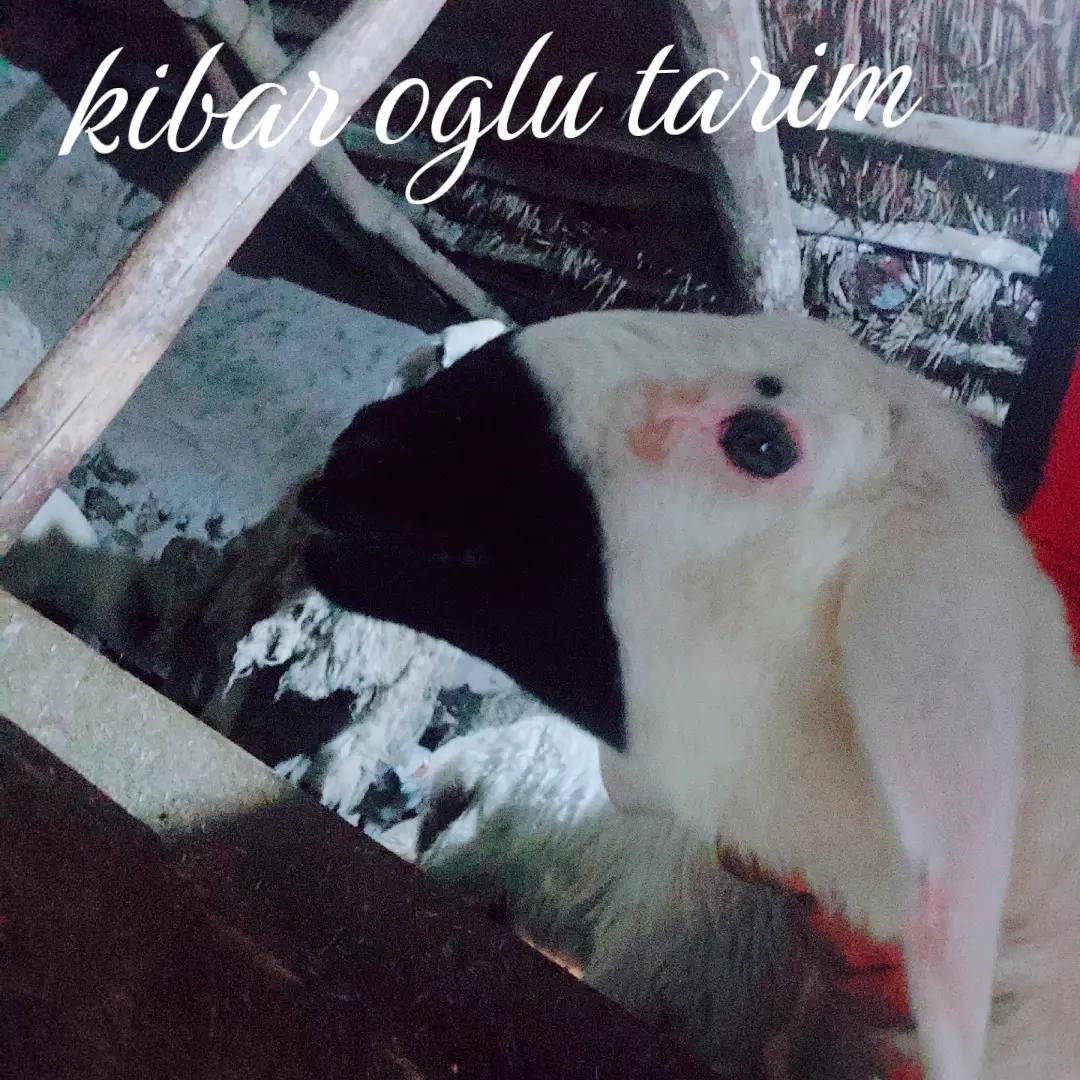 @bekir kibar