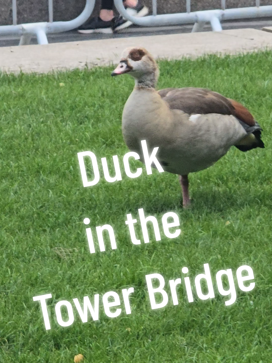 @towerbridge_londonbridge