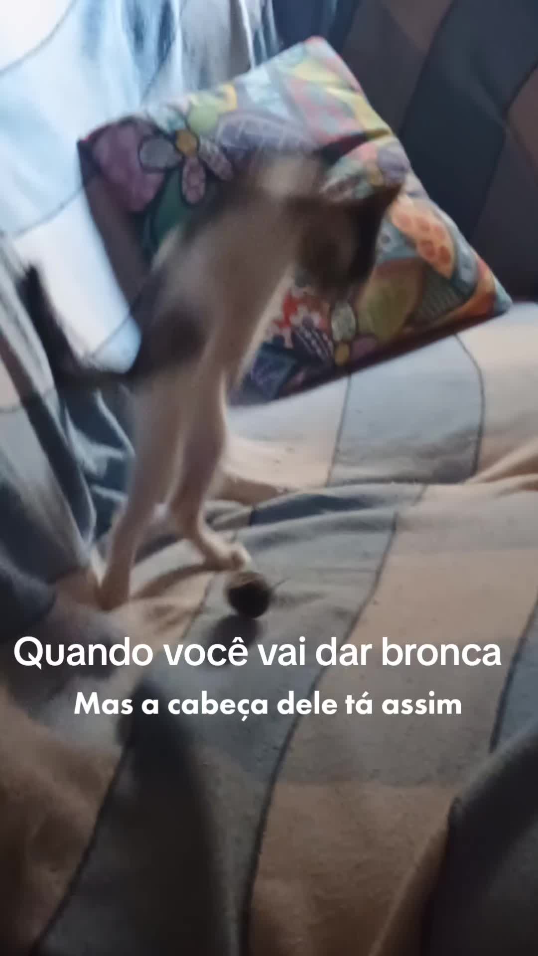 @Amordequatropatas