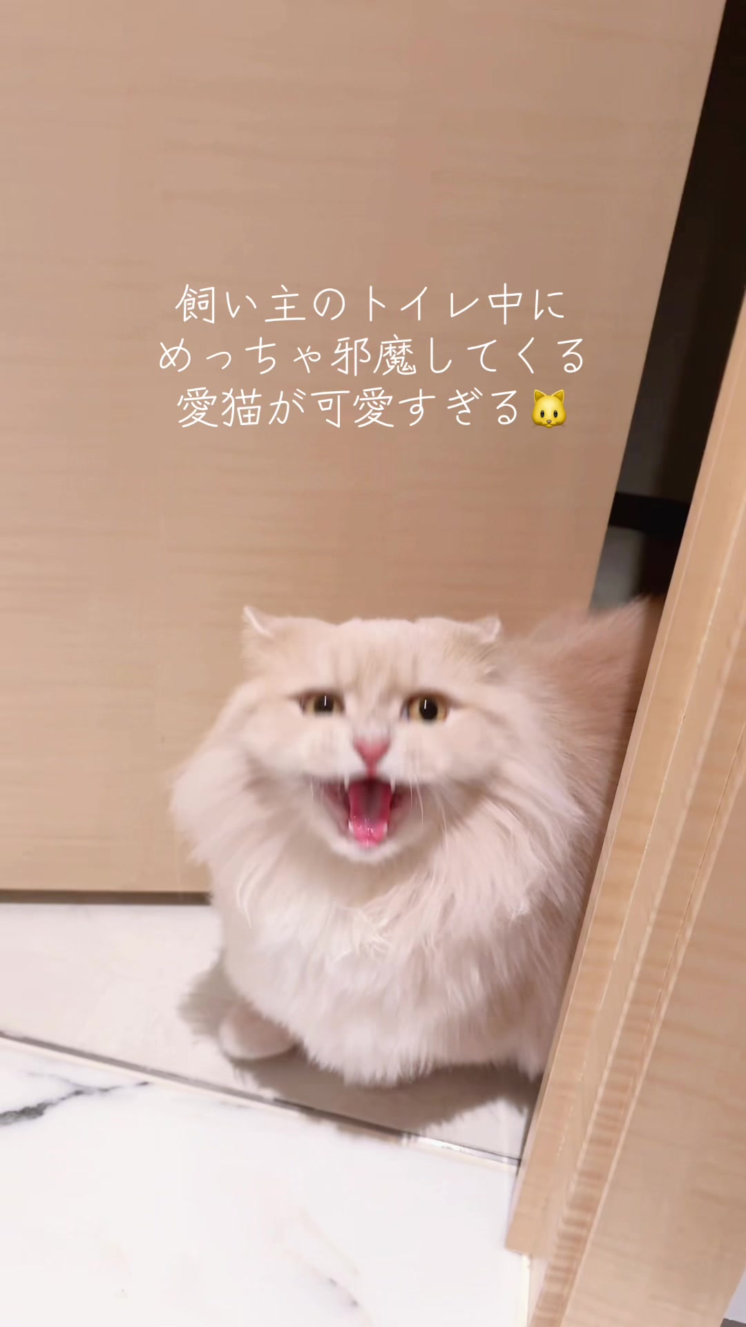 @贅沢タワマンチカンのラテ様