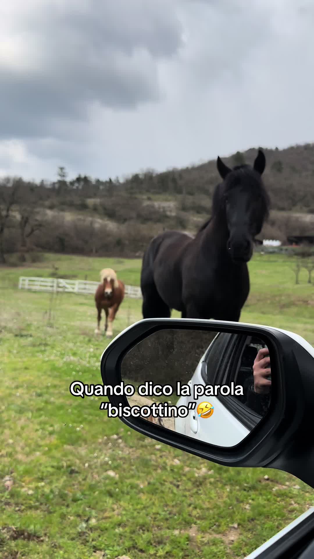 @black_the_friesian