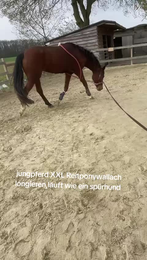 @Steffis_horse_world