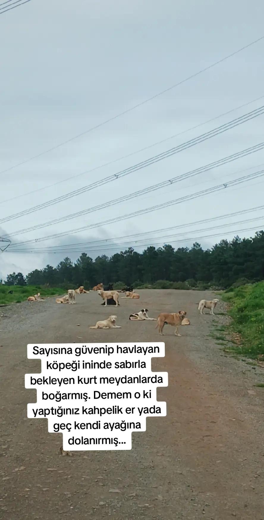 @𝑺𝒆𝒄𝒌𝒊𝒏☪⃝