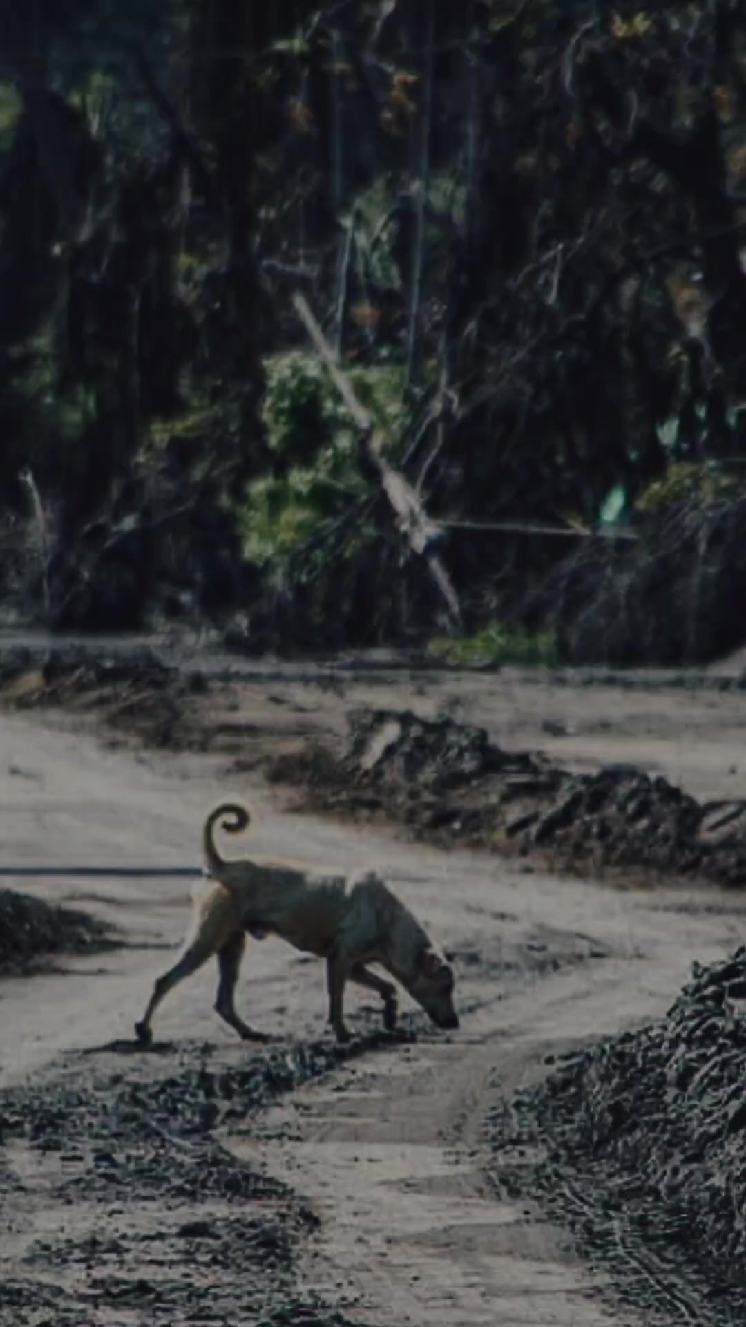 @AnimalKingdomFoundation
