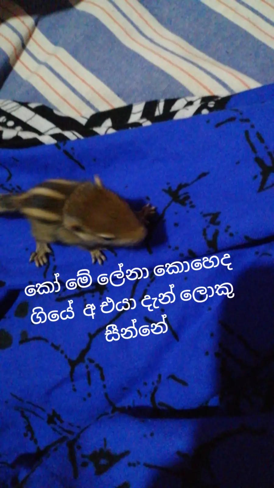 @꧁࿇ගංගා&hearts;SA😘