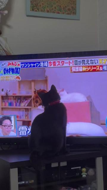 @みなﾁｬﾝ👩&zwj;❤️&zwj;👨🐈&zwj;⬛🐈