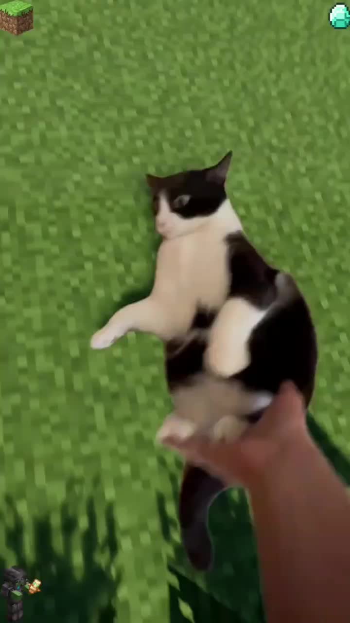 @Kitty Meow