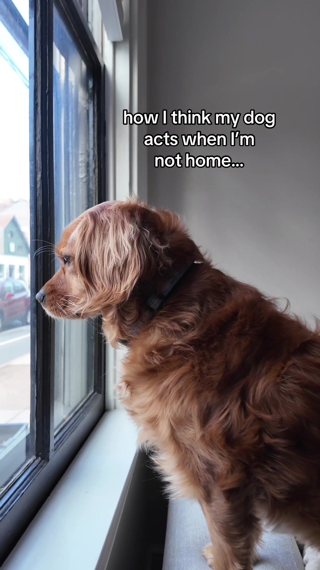 @joeythegoldencavalier
