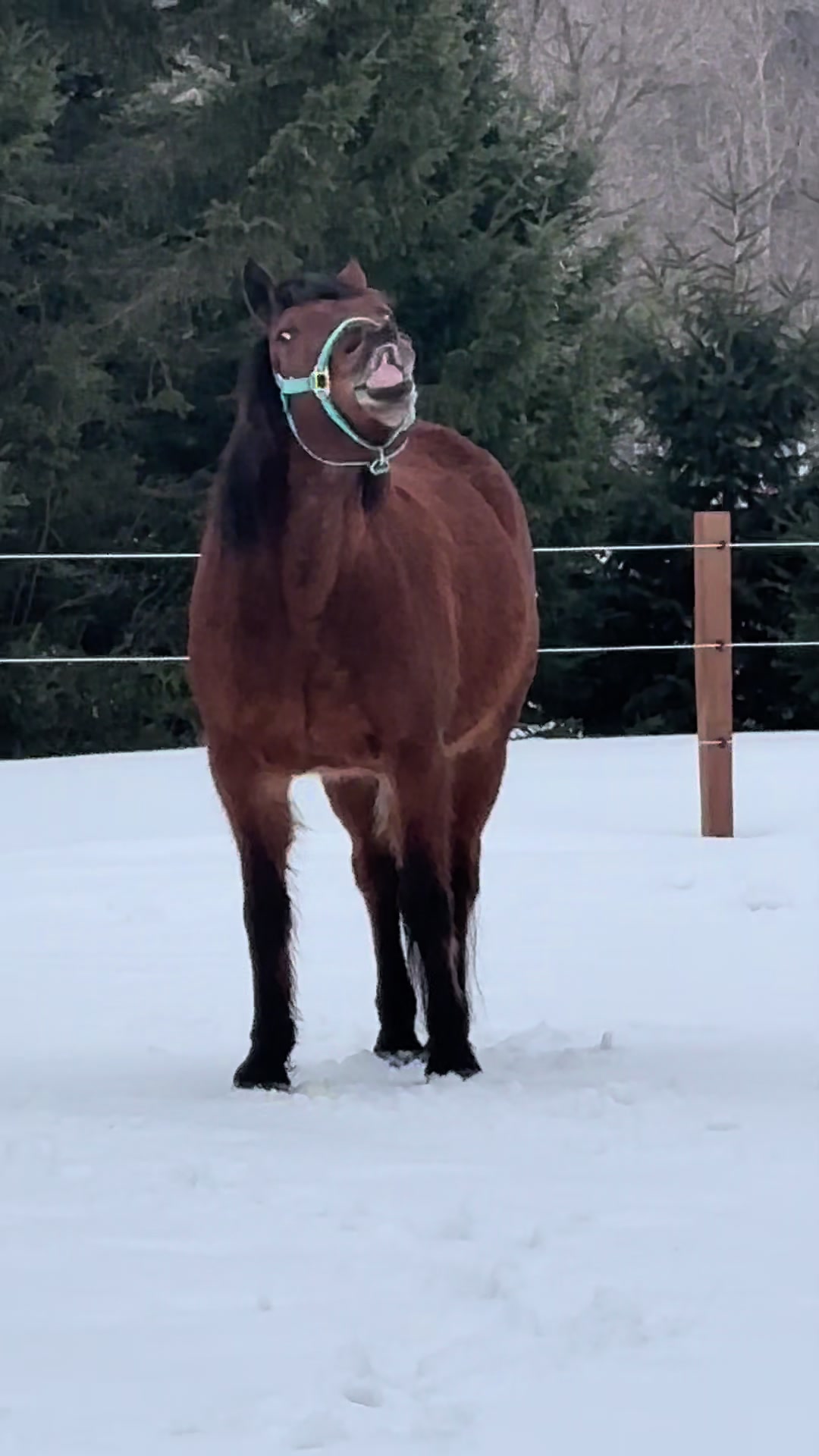 @🐴✨| M&M ranch |🐴✨