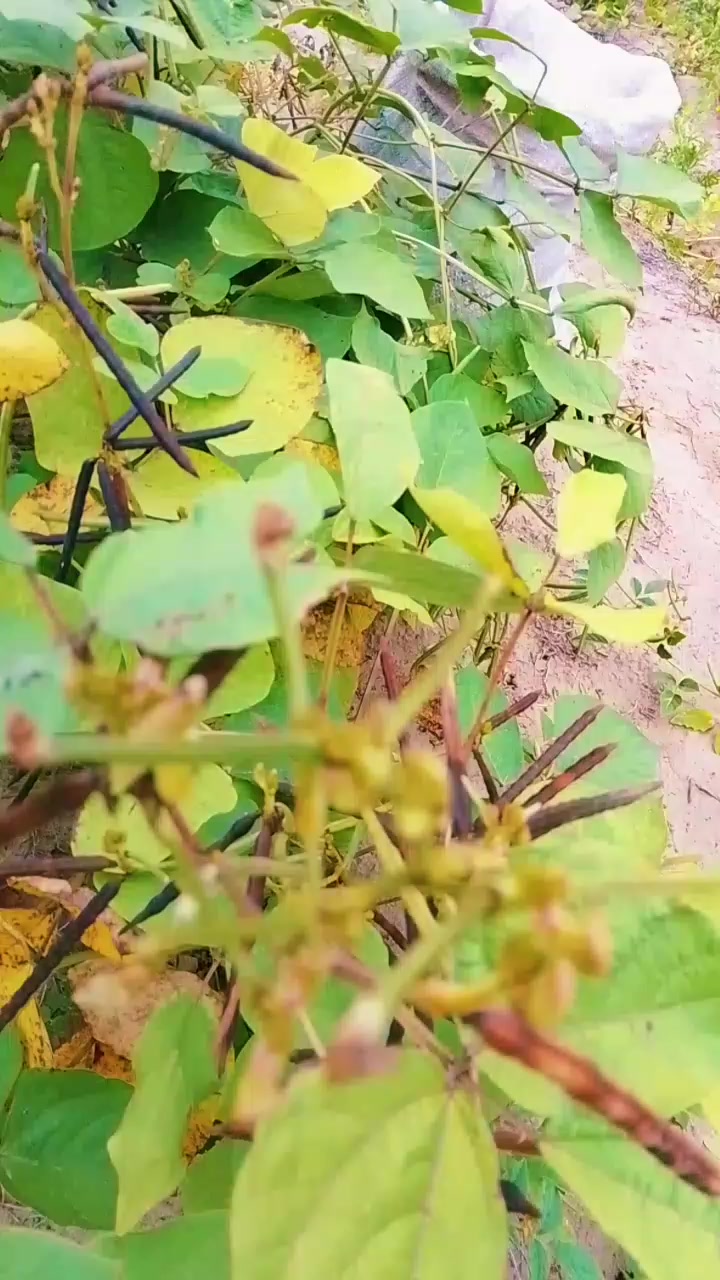 @فوزیا۔  ۔۔۔۔۔۔سومرو۔۔